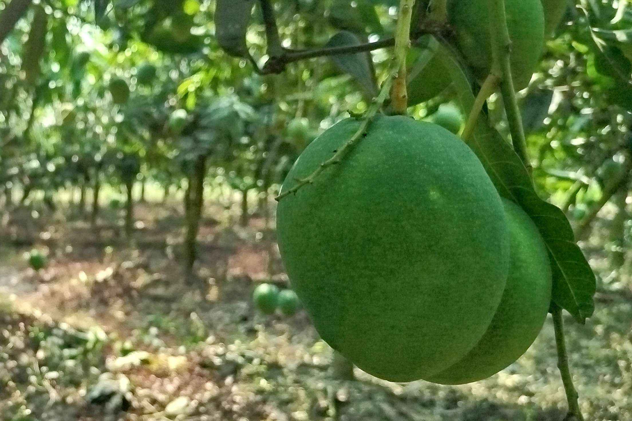 নওগাঁর আম রুপালী (mangoes) 20 kg